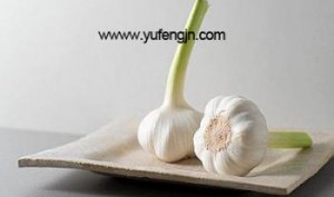 Supply fresh garlic