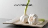 Supply fresh garlic