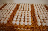 Broiler hatching eggs Cobb 500 and Ross 308