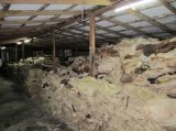 Wet Salted Cow Hides/Skin, Cow Heads and Animal Skins