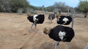 Adult Ostrich for sale