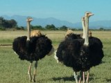 Adult ostrich for sale