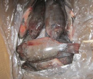 Tilapia (Oreochromis niloticus)