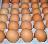 Farm Fresh Chicken Table Eggs / White & Brown Chicken Eggs/œufs de poule