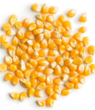 Sweet Yellow Corn Kernels for Human and Animal Feed
