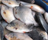 Wholesale frozen fish for sale