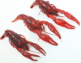 New Season Frozen Whole Round Crayfish / Dried Cray Fish