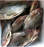 Halal Fresh to process Frozen Tilapia / Fresh Fish / Dried Fish For Sale