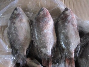 Tilapia (Oreochromis niloticus)100-200