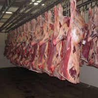 Halal frozen beef meat for sale