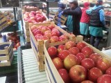 Fresh apples