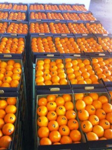 Fresh oranges