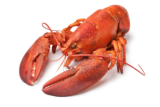 Fresh Frozen Lobsters, Raw Lobsters, Live Lobsters
