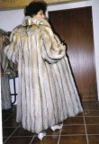 Manteaux de renard Magellan d'Amérique du Sud, traités avec exubérance