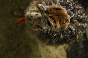Adorable ostrich chick for sale