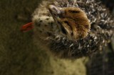 Adorable ostrich chick for sale
