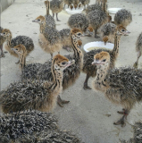 Ostrich chick for sale