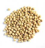 Soybean seed for wholesale price