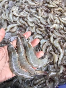 Fresh shrimps and crevettes