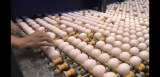 Fresh chicken eggs